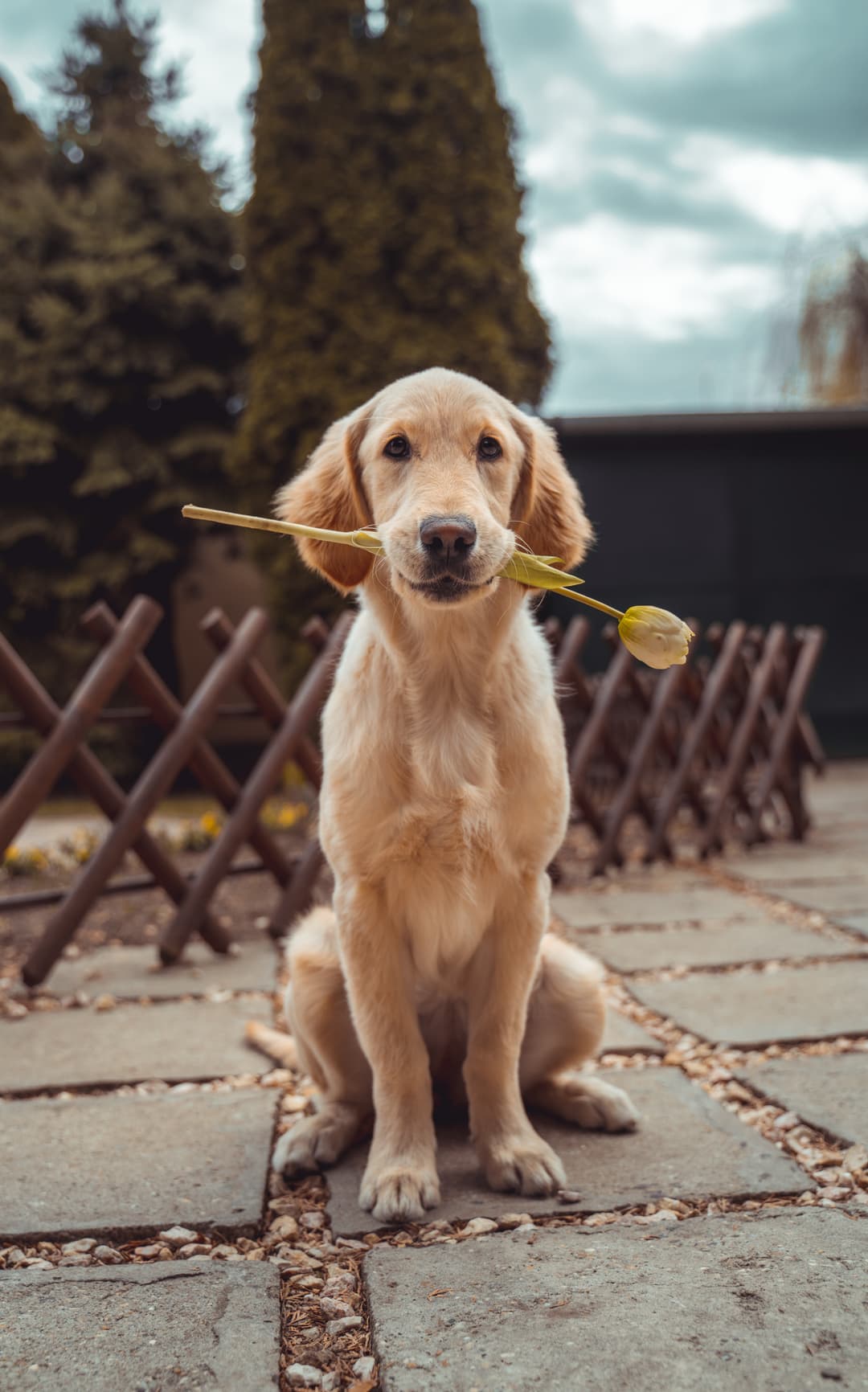 Picture of a Dog with a flower in its mouth