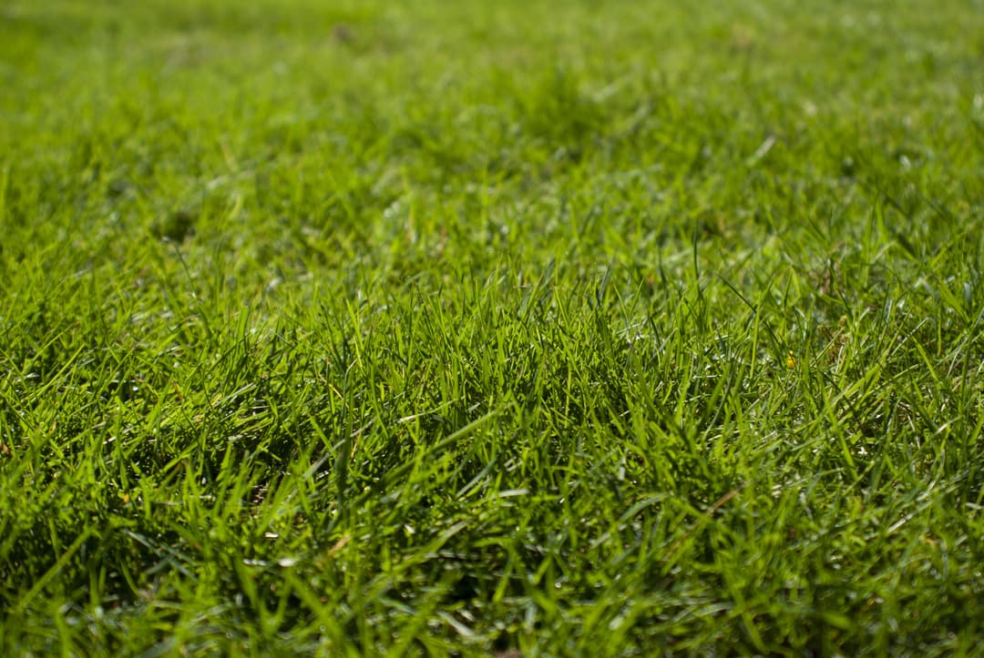 Grass Picture to be used with Perdiot