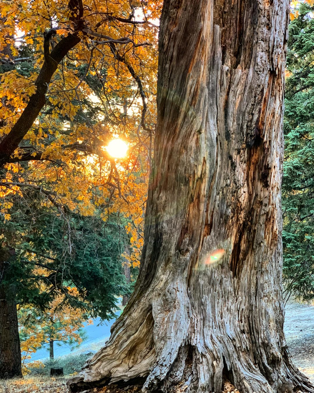 A picture of a Tree Trunk